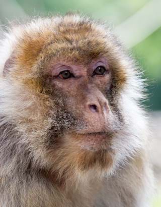 List Of Primates With Pictures In The World - Infoupdate.org