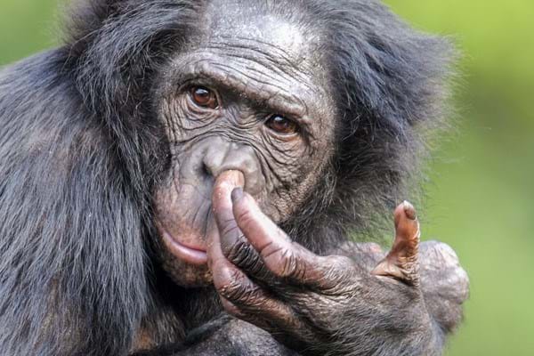 Types of Apes, Gibbons, Gorillas, Orangutans, Chimp