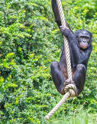 Onbeperkt de aap uithangen